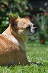 Chihuahua fauve et blanc portait dans l herbe