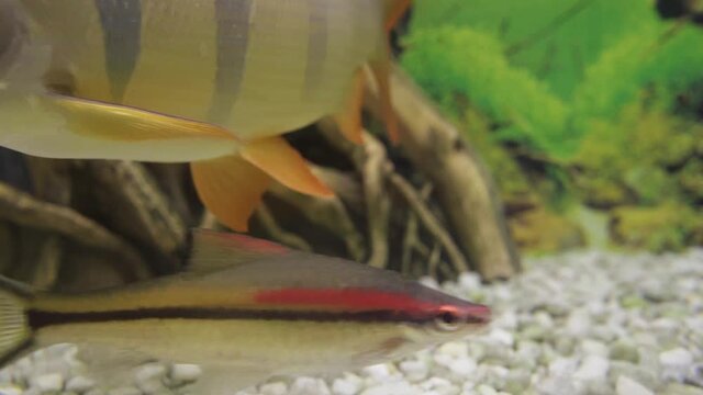 Fish in the aquarium, botia macracantha, distichodus sexfasciatus and synodontis eupterus
