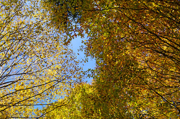 autumnal forest in the morning (Birkach village, Bavaria, Germany)	