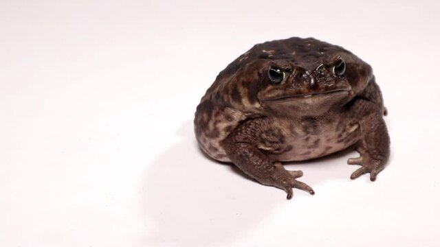 aga kr&ouml;te vor wei&szlig;em hintergrund, atmen und springen, bufo marinus, video mit mehreren szenen, 50 fps