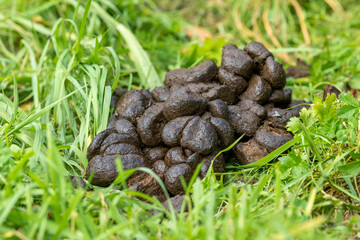 horse dung on the grass