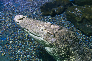 The head of a Siamese crocodile peeks out of the water. Dangerous predator on the hunt