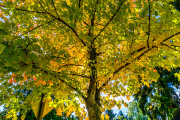 Fall Light And Leaves