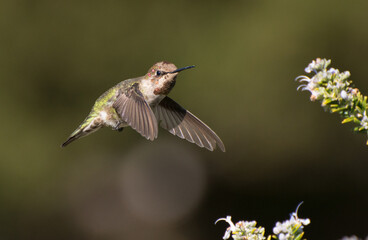 Hummingbird in Flight in Cambria, California