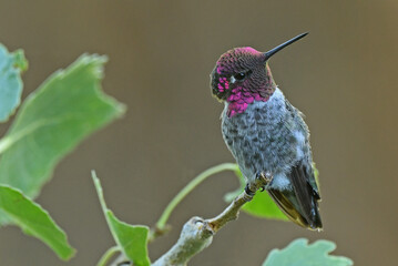 Hummingbird Perched on a Branch in Red Bluff, California