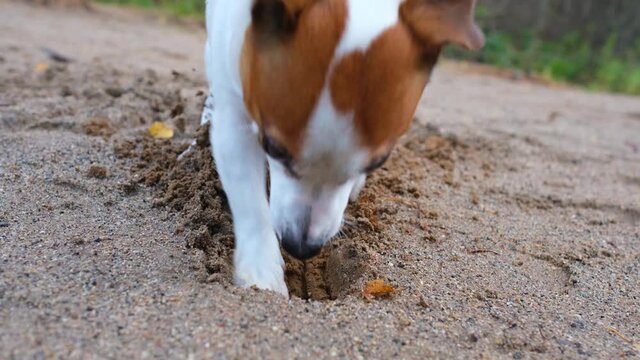 The dog digs a hole in the sand with its paws, close-up. Jack Russell Terrier's hunting instinct. The muzzle of a dog, digging a hole. Walking dogs in a nature park, taking care of pets.