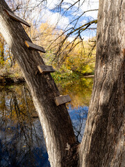 Steps added to a tree to reach rope swing over a river