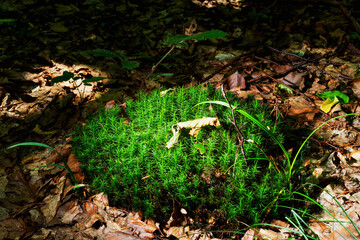 A beautiful islet of forest green moss in the middle of a forest