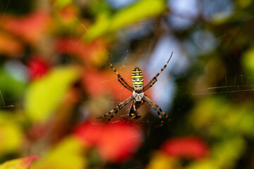 spider argiope on a woven web eats a bee