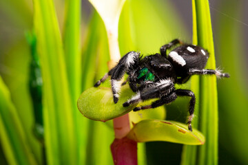 Fototapeta premium Regal jumping spider male on dark background close up, macro photo spider