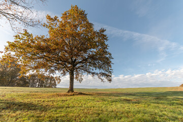 Large solitary oak tree in a meadow in the countryside in autumn.