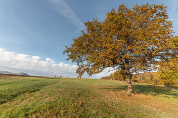 Large solitary oak tree in a meadow in the countryside in autumn.