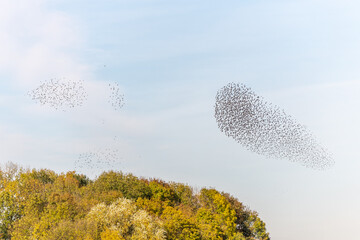 Cloud of starlings sublime choreography starlings birds followed by a raptor.