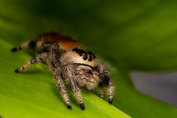 Regal jumping spider female on dark background close up, macro photo spider