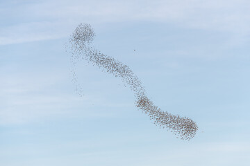 Cloud of starlings sublime choreography starlings birds followed by a raptor.