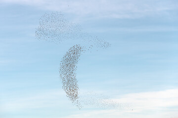 Cloud of starlings sublime choreography starlings birds followed by a raptor.