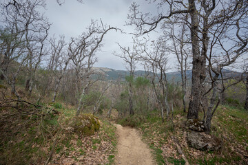 Forest of Pyrenean oak, Quercus pyrenaica, in the Bosque de La Herreria, a Natural Park in the municipality of San Lorenzo de El Escorial, province of Madrid, Spain