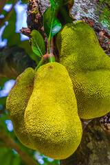 Jackfruit growing on jack tree in Rio de Janeiro Brazil.