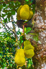 Jackfruit growing on jack tree in Rio de Janeiro Brazil.