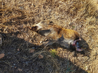 Cinghiale  morto