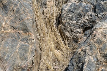 Armenia, Khor Virap, September 2021. Dry grass among the rocks on the mountainside.