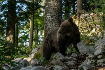 Un ours brun dans la forêt slovène.