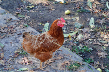 Poule rousse
