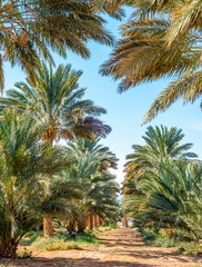 Fototapeta na wymiar View on plantation of date palms intended for healthy food production. Dates agriculture is rapidly developing industry in desert areas of the Middle East