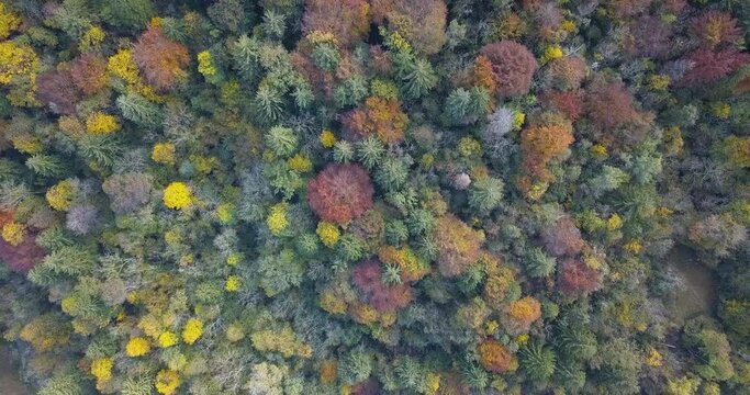 aerial view of a colorful forest with autumn foliage