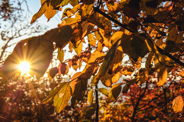 Autumng leaves and solar flare