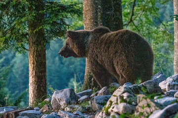 Un ours brun dans la forêt slovène.