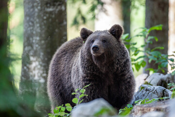 Un ours brun dans la forêt slovène.