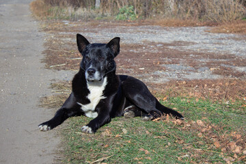 black and white dog