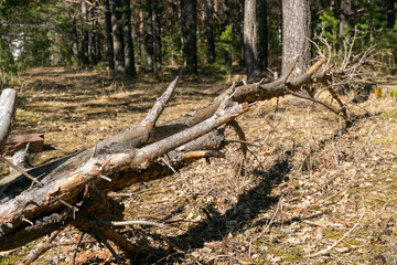 Felled log on an old footpath in the forest.