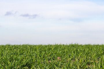 green grass and blue sky