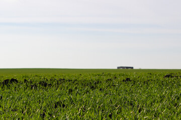corn field with sky and clouds