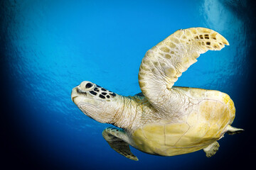 A turtle in the Indian Ocean, underwater life