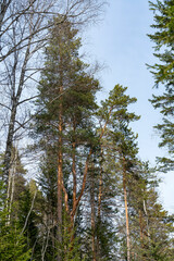 Pine trees against the blue sky on a winter day.