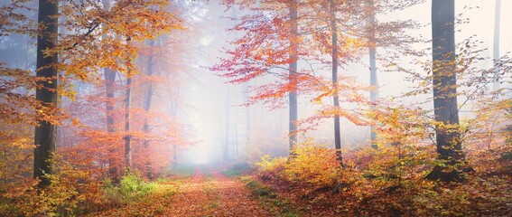 Golden forest hills in a fog. Mighty beech trees, colorful leaves. Fairy autumn landscape. Pure...