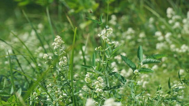 The small white flowers of the bedstraw or Galium in the meadow are swayed by a light breeze. Selective focus.