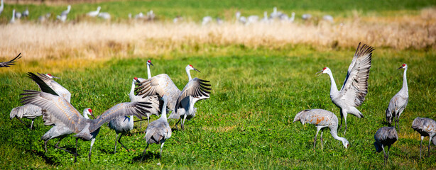 Fototapeta na wymiar Sandhill cranes (Grus canadensis) dancing in a Wisconsin farm field in late October during the migration south