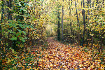 wanderweg    im herbst