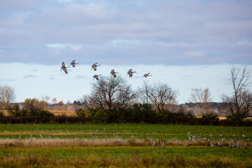 Sandhill cranes (Grus canadensis) landing in a Wisconsin farm field in late October during the migration south