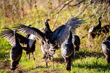 Flock of Wisconsin wild turkeys (meleagris gallopavo) in autumn