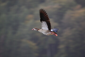 Nilgans im Flug (Alopochen aegyptiaca)