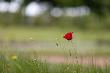 Closeup shot of a red poppy flower growing in the garden