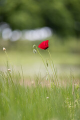 Vertical closeup shot of a red poppy flower growing in the garden.