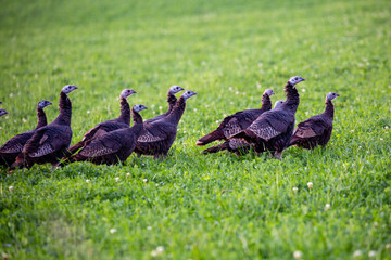 Flock of Wisconsin wild turkeys (meleagris gallopavo) in October