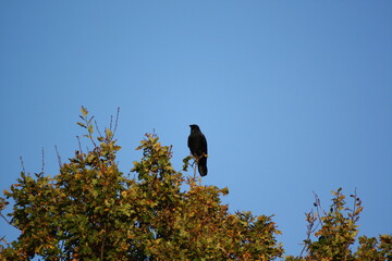 Rabe (Corvus)