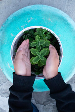 MANOS DE NI&Ntilde;O AGARRANDO UNA PLANTA CON TIERRA EN UNA MACETA CON FONDO AZUL